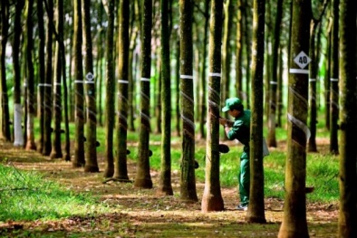 Tây Ninh thúc đẩy doanh nghiệp nâng cao năng suất, chất lượng giai đoạn 2026–2030 