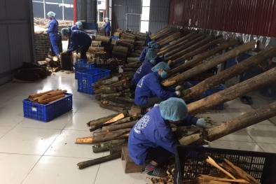 Nâng cao năng suất: Kinh nghiệm từ liên kết HTX - nông dân - doanh nghiệp tại Lào Cai