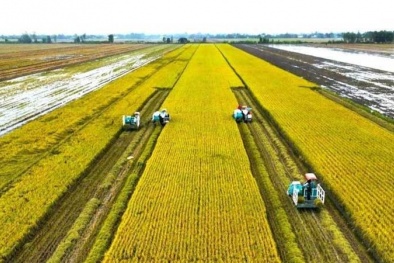 Xanh hóa sản xuất, nâng cao giá trị hạt gạo Việt 