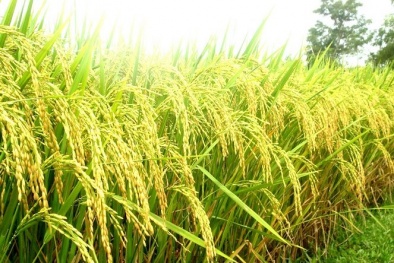 Quy định mới về chất lượng hạt giống lúa, ngô có hiệu lực từ tháng 7/2026 