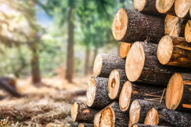 Đo môđun đàn hồi uốn tĩnh của gỗ: Chuẩn hóa phương pháp thử theo TCVN 13707-4:2023