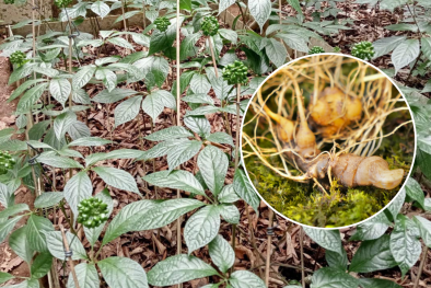 Chương trình 1322 tạo nền tảng phát triển bền vững cho ngành sâm Việt Nam