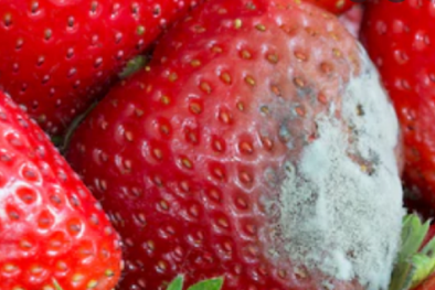 TCVN 14434:2025 về phương pháp xác định hàm lượng citrinin trong thực phẩm