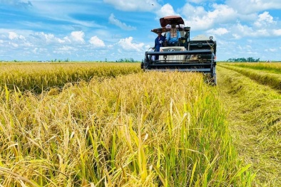 Xuất khẩu gạo hướng tới chất lượng và bền vững