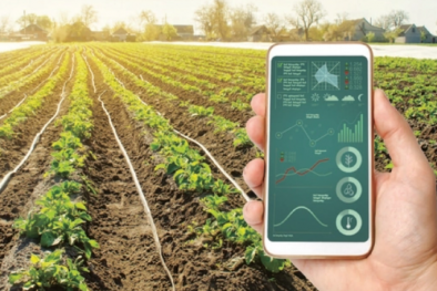 Minh bạch nguồn gốc sản phẩm: Hướng đi mới của Tuyên Quang