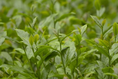 Nâng cao chất lượng cây chè gắn với phát triển làng nghề và tái cơ cấu sản xuất