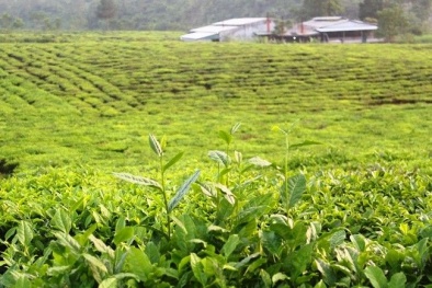 Lai Châu đẩy mạnh xây dựng và bảo hộ tài sản sở hữu trí tuệ