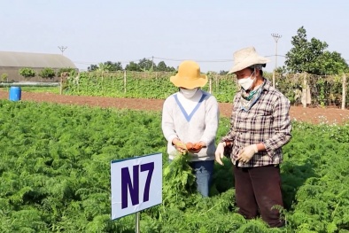 Từ VietGAP đến thị trường quốc tế: Hành trình nâng cao chất lượng của doanh nghiệp Việt