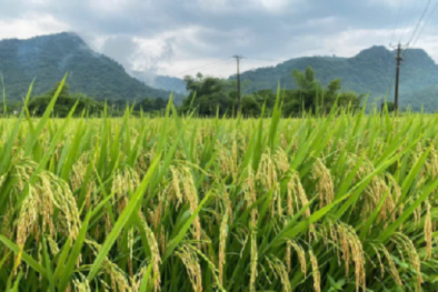 QCVN 103:2025/BNNMT về chất lượng hạt giống lúa lai ba dòng