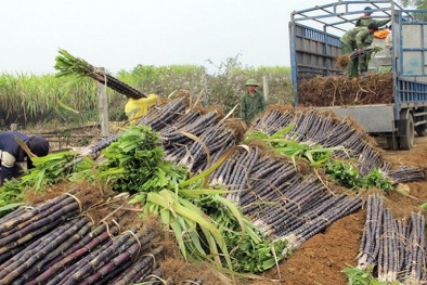 Lấy chất lượng làm trọng tâm phát triển năng suất ngành mía đường