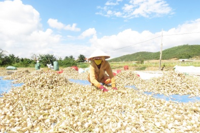 Khánh Hòa: Đẩy mạnh sở hữu trí tuệ và đổi mới sáng tạo, tạo nền tảng cho phát triển bền vững