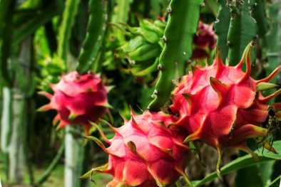 Lâm Đồng: Đẩy mạnh sở hữu trí tuệ, khoa học công nghệ và đổi mới sáng tạo