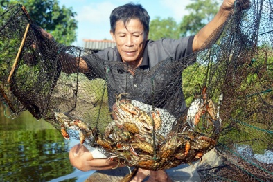 Cà Mau: Đẩy mạnh sở hữu trí tuệ và chuyển đổi số, hướng tới phát triển bền vững