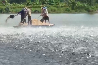 Chuẩn hóa quản lý chất lượng: Nền tảng để thủy sản Việt bứt phá