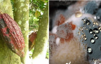 TCVN 14435:2025 về xác định OTA trong một số thực phẩm