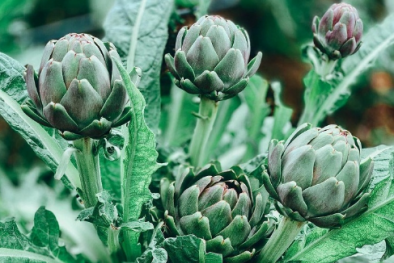 TCVN 14424:2025 về kỹ thuật và phương pháp thử hoa atisô tươi