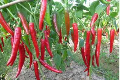 TCVN 14425:2025 yêu cầu kỹ thuật đối với ớt cay quả tươi theo tiêu chuẩn ASEAN