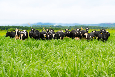 Doanh nghiệp sữa Việt Nam nâng cao năng suất, đáp ứng chuẩn trong nước và quốc tế