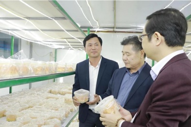 Nâng tầm dược liệu: Từ sản phẩm OCOP đến động lực tăng trưởng kinh tế địa phương