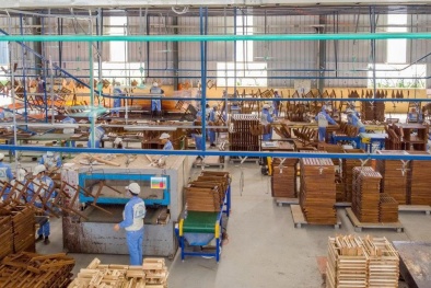 Doanh nghiệp gỗ nâng cao năng suất nhờ áp dụng tiêu chuẩn FSC