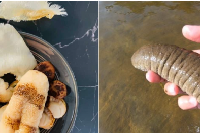 TCVN 14146-1:2024 yêu cầu kỹ thuật đối với giống hải sâm cát trong nuôi trồng thủy sản