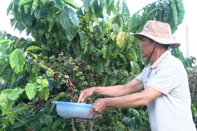 Canh tác bền vững - nâng tầm giá trị nông sản