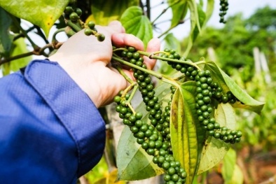 Nông nghiệp Việt Nam: Tăng giá trị nhờ sản xuất xanh và chất lượng cao