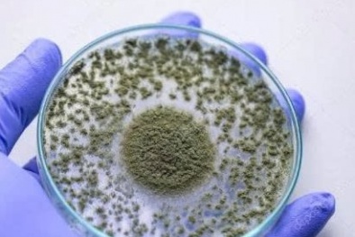 TCVN 14388:2025: Chuẩn hóa phương pháp xác định nấm Aspergillus trong phân bón