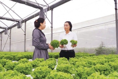 Nông nghiệp đô thị xanh: Động lực nâng cao năng suất và giá trị sản xuất