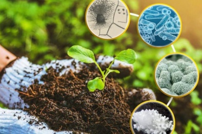 TCVN 14389:2025: Chuẩn hóa phương pháp xác định vi khuẩn Bacillus laterosporus trong phân bón vi sinh