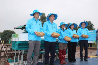 Lúa phát thải thấp - 'cú hích' kép cho năng suất và môi trường