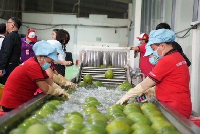 Tín dụng xanh mở rộng cơ hội, thúc đẩy doanh nghiệp nông nghiệp tăng tốc cạnh tranh