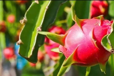 EU siết chặt tiêu chuẩn dư lượng: Thách thức lớn với nông sản xuất khẩu