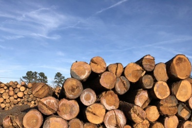 TCVN 1076:2025 về hình dạng và kích thước gỗ xẻ