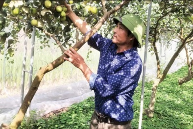 Ứng dụng khoa học-công nghệ vào sản xuất nông nghiệp