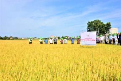 Cánh đồng số: Nơi năng suất tăng tốc, chất lượng lên ngôi