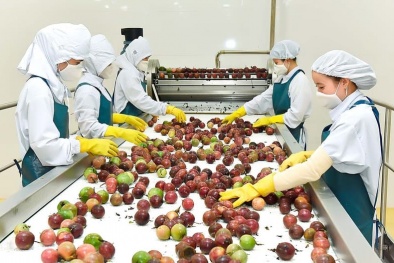 Nông sản Việt Nam: Khi GlobalGAP và ISO 22000 'mở cửa' cho xuất khẩu chất lượng