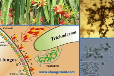 Lần đầu có chuẩn quốc gia định lượng Trichoderma koningii trong thuốc BVTV sinh học