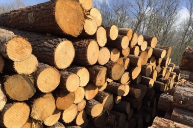 TCVN 14549-4:2025 xác định loại gỗ bằng quang phổ khối lượng