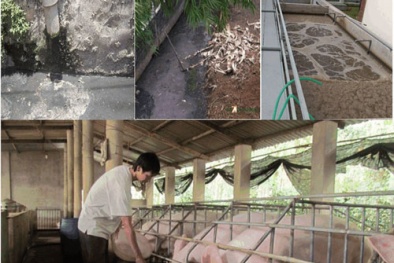 TCVN 14486:2025: Bước tiến kiểm soát chất lượng sản phẩm xử lý chất thải chăn nuôi
