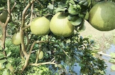 Ký Nghị định thư bưởi, chanh sang Trung Quốc: Mở cửa thị trường theo hướng chính ngạch, tuân thủ tiêu chuẩn quốc tế