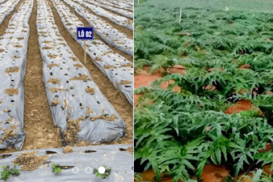 Doanh nghiệp dược chuyển mình với mô hình vùng trồng đạt tiêu chuẩn GACP-WHO