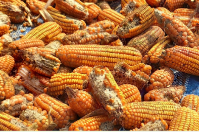 TCVN 14434:2025 về xác định citrinin và kiểm soát nấm mốc trong thực phẩm