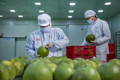 Tuân thủ tiêu chuẩn chất lượng của thị trường khó tính, Bưởi Việt Nam lần đầu xuất khẩu vào Australia