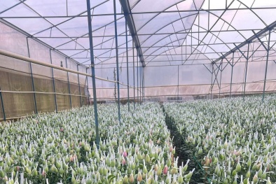 Nông nghiệp công nghệ cao: Khi năng suất không còn phụ thuộc thời tiết