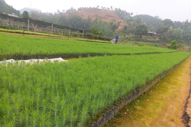 TCVN 14546:2025 – Chuẩn hóa chất lượng cây giống thông, nền tảng cho rừng trồng bền vững