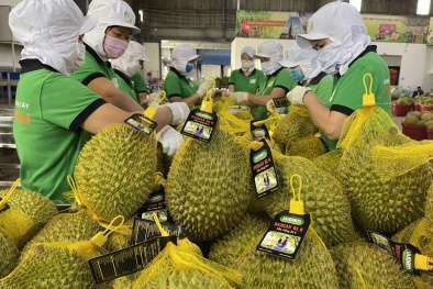 Đồng Tháp: Thí điểm truy xuất nguồn gốc sầu riêng trên địa bàn 