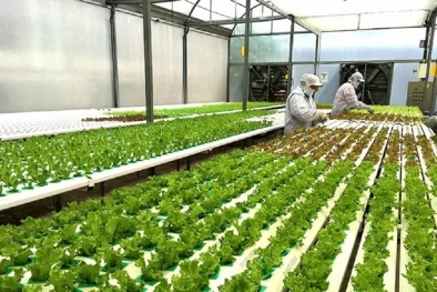 Khoa học, công nghệ và đổi mới sáng tạo trở thành động lực tăng trưởng mới của Lâm Đồng