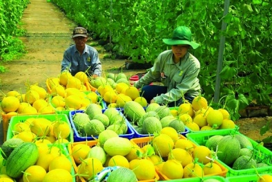 Bắc Ninh đẩy mạnh truy xuất nguồn gốc nông sản, hướng tới kết nối đồng bộ toàn quốc