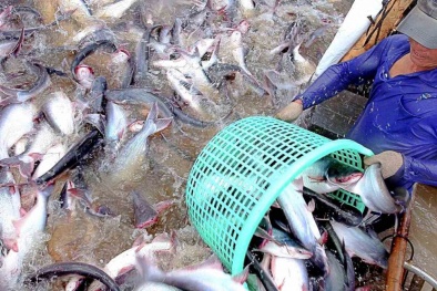 Bài cuối: Truy xuất nguồn gốc thủy sản - 'tấm hộ chiếu' vào thị trường xuất khẩu